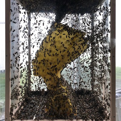 Artist-Tomáš-Libertíny-reveals-the-process-behind-creating-beeswax-classic-sculptures-on-Thursd-on-Thursd-_副本.jpg